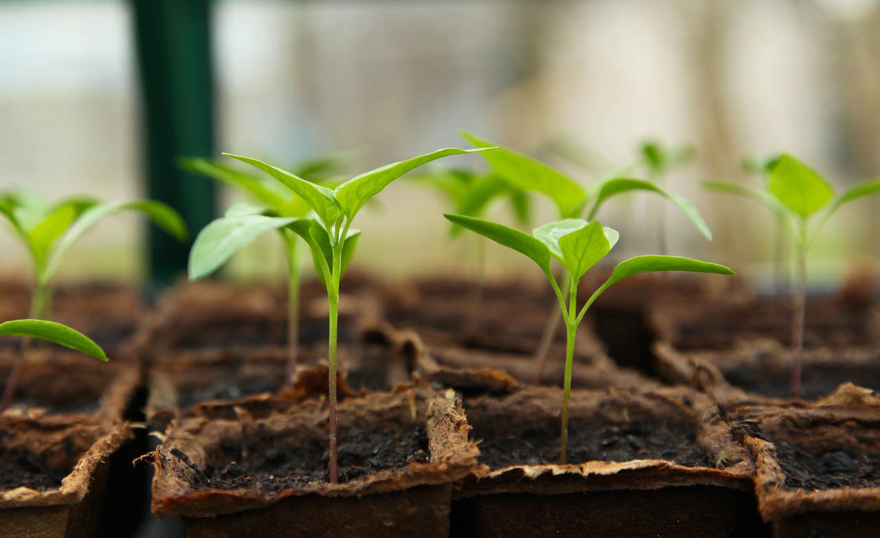 Organic Garden