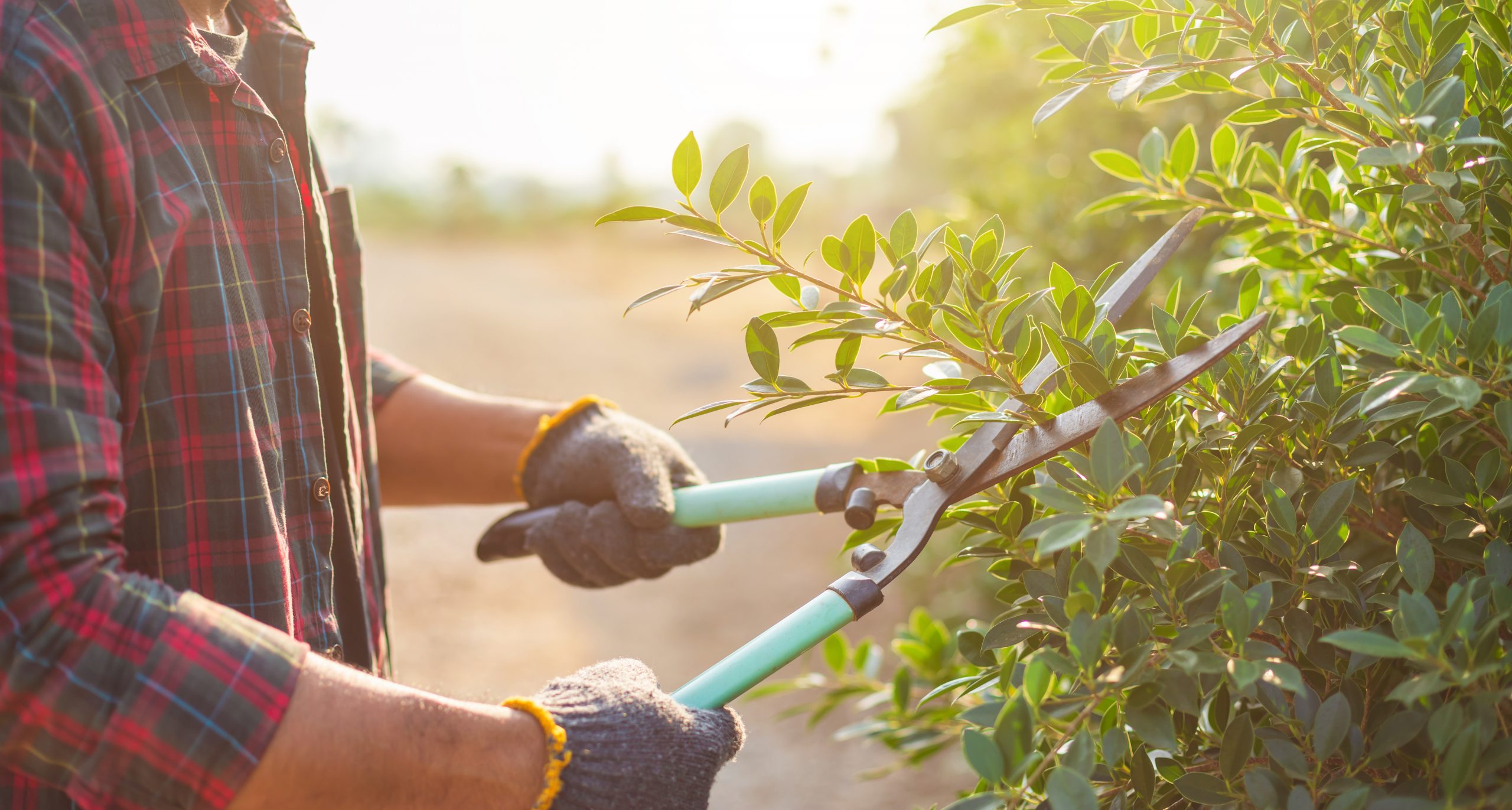 Garden Maintenance