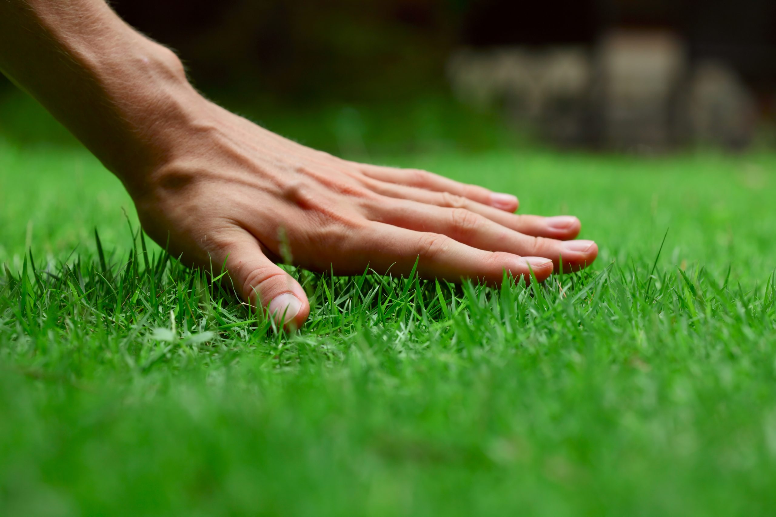 Lawn Care: What Do I Need To Do With My Lawn in June?