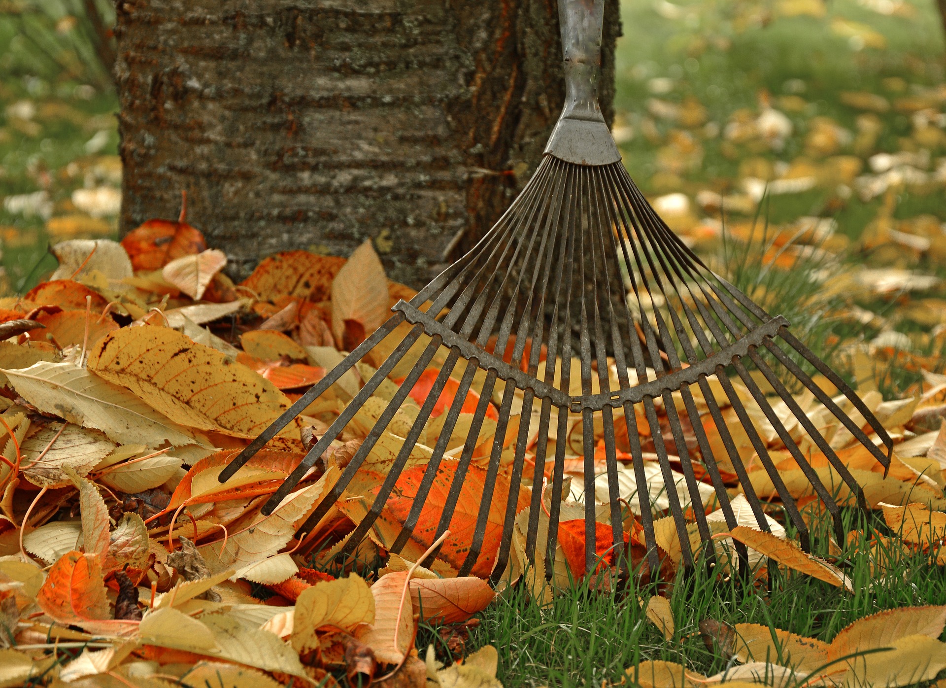 Autumn Leaves: The Four Best Ways To Use Fallen or Dead Leaves In Your Garden This Autumn