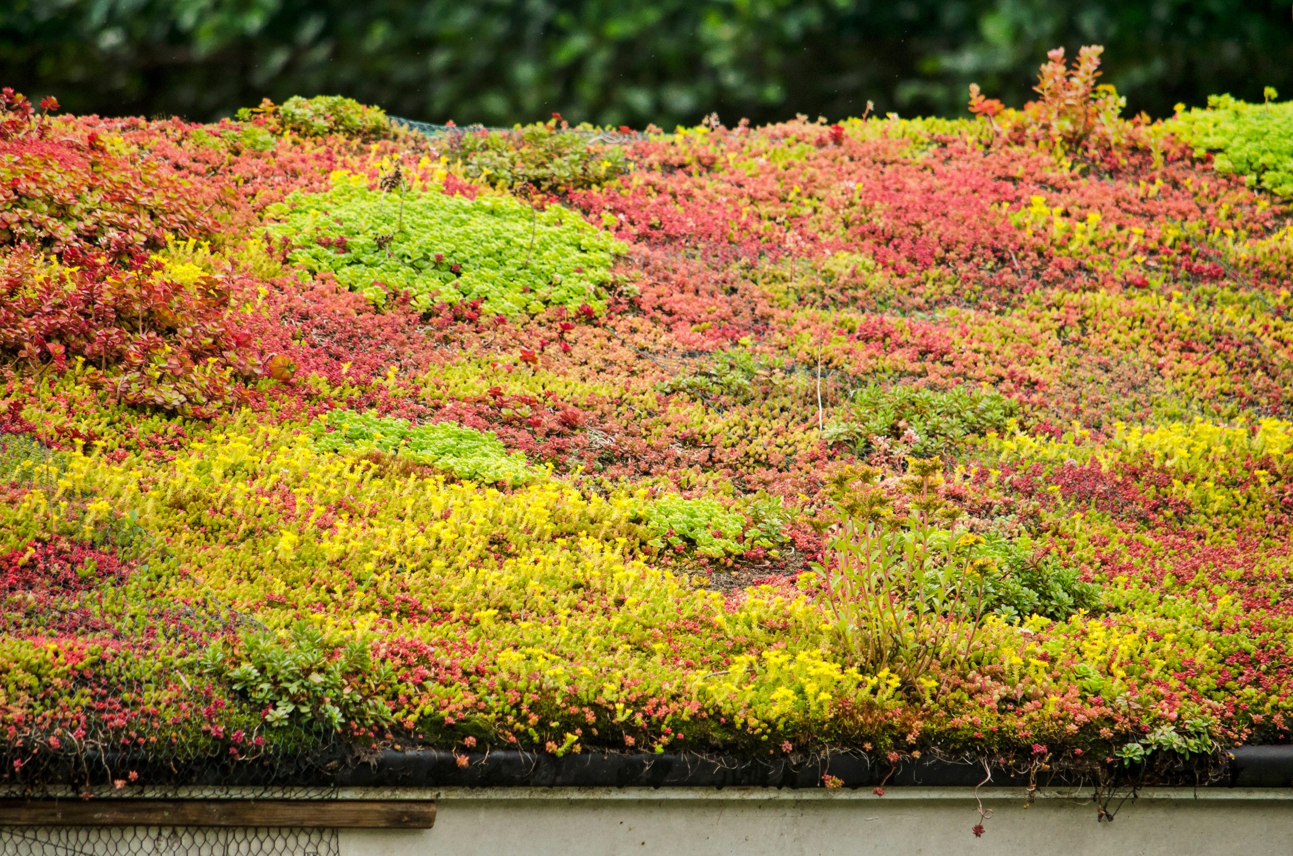 Five Environmental Benefits of Green Roofs in Urban and Suburban Areas