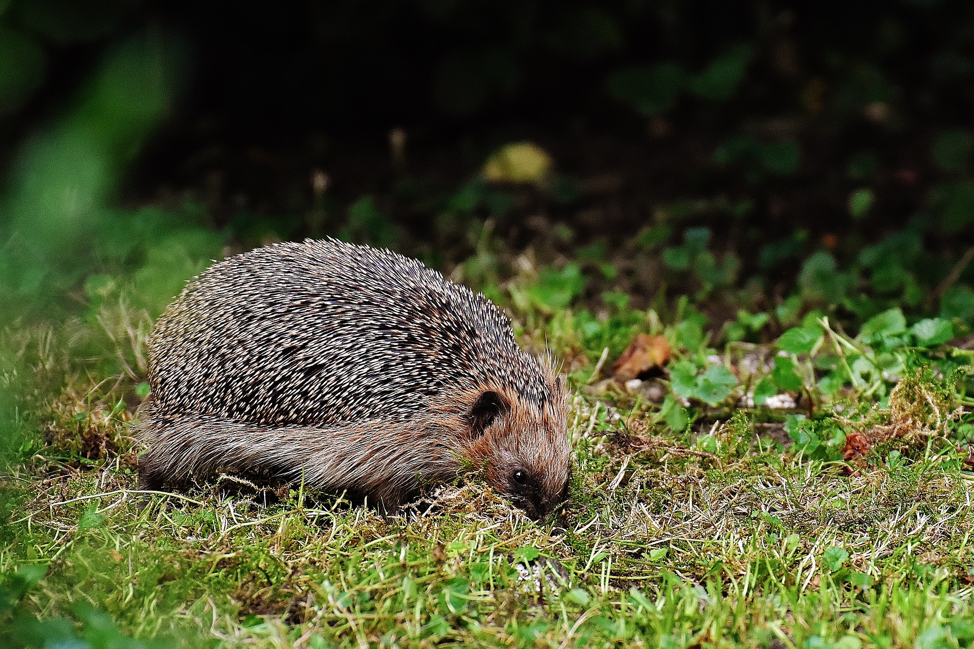 Creating a Hedgehog-Friendly Garden: How to Help Our Prickly Friends