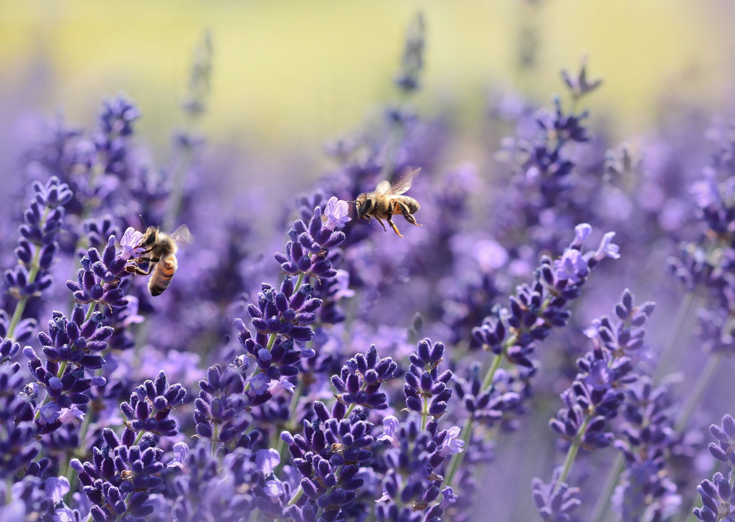 Attract Bees and Pollinators to Your UK Garden: a How-to Guide