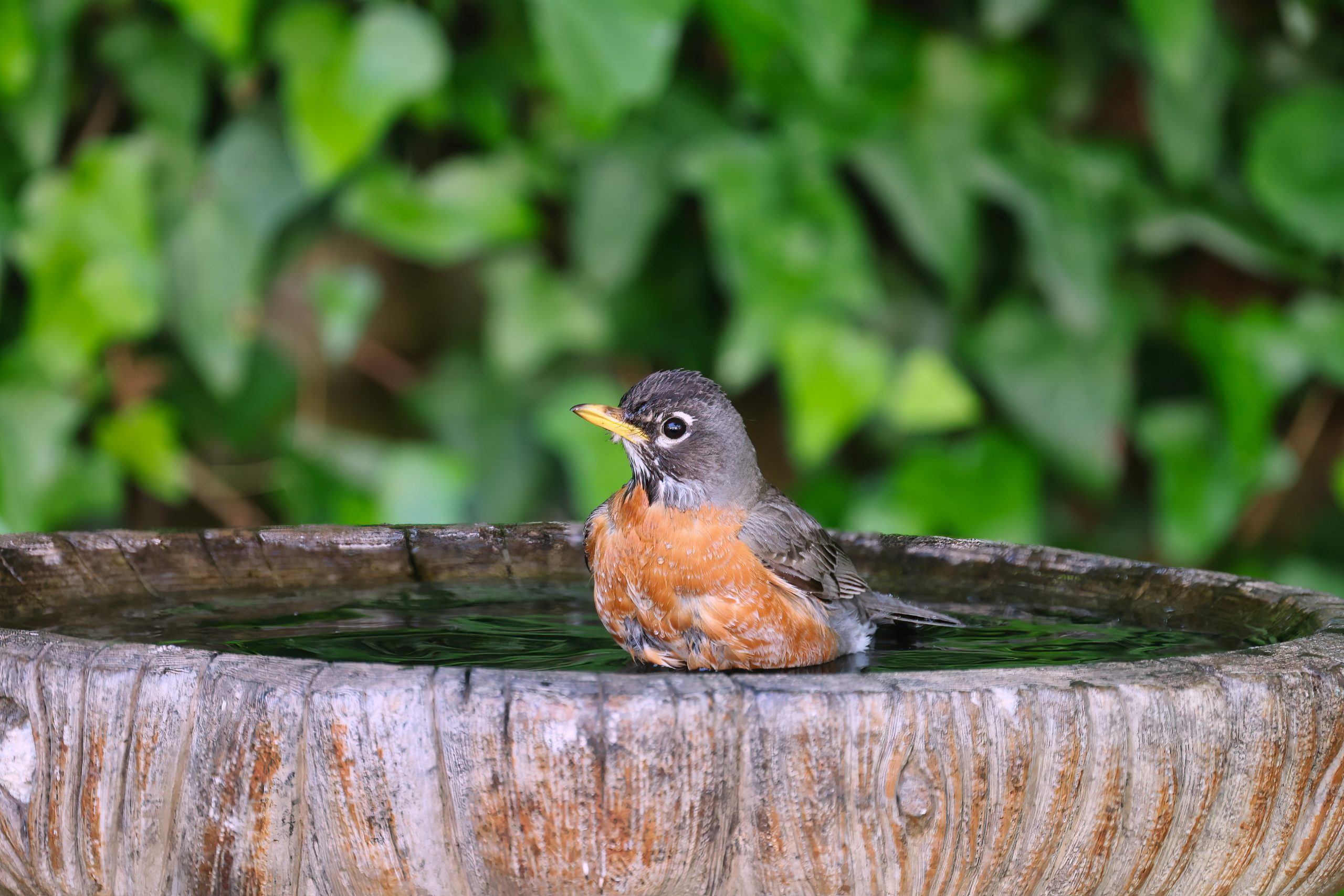 How To Attract More Birds Into Your Garden or Outdoor Space