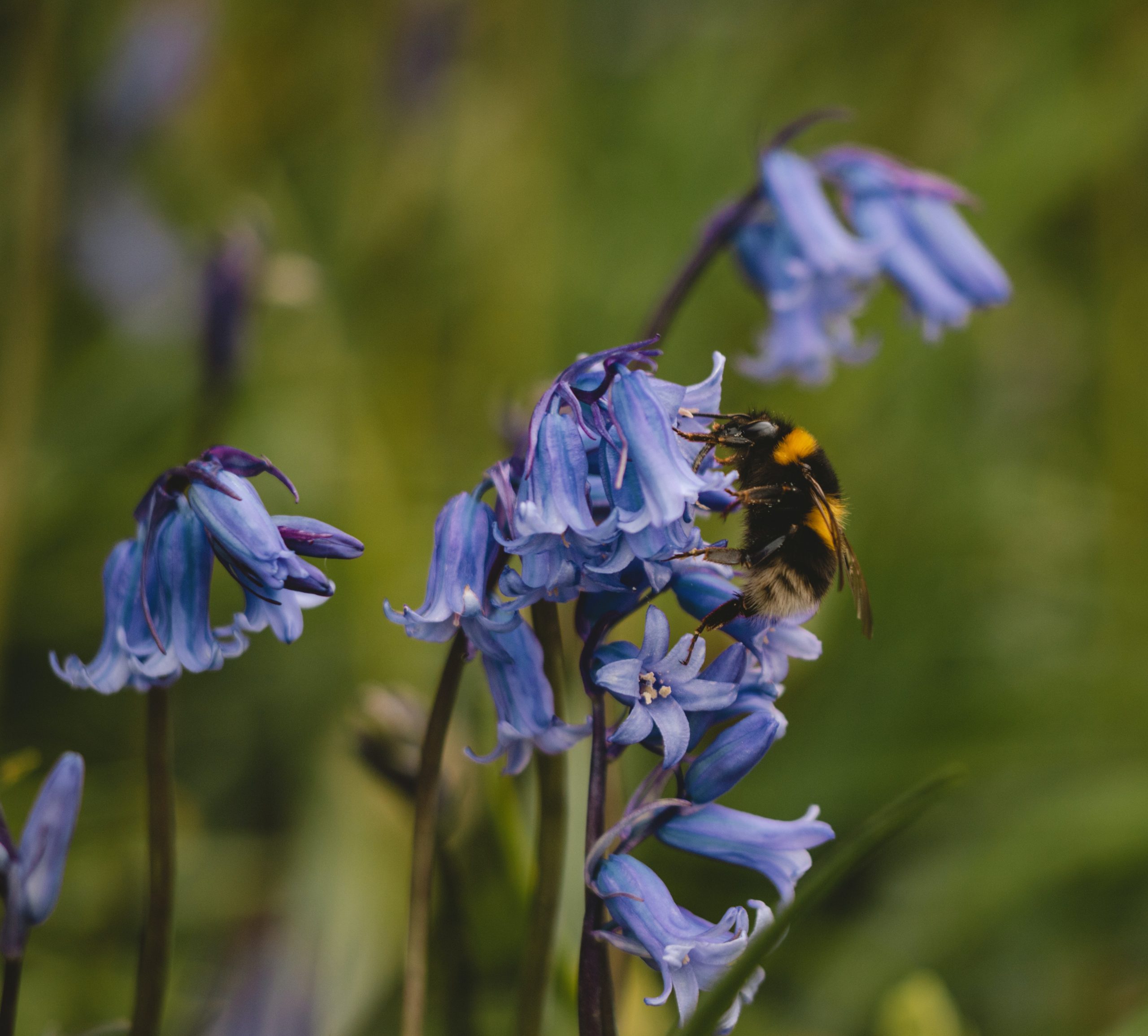 The Best Bee-Friendly Plants and Flowers for Your UK Garden