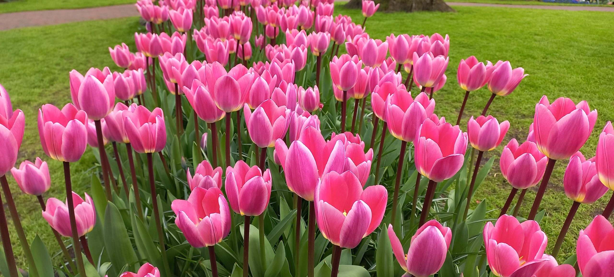 Going Dutch: What UK Gardeners Can Learn from the Netherlands