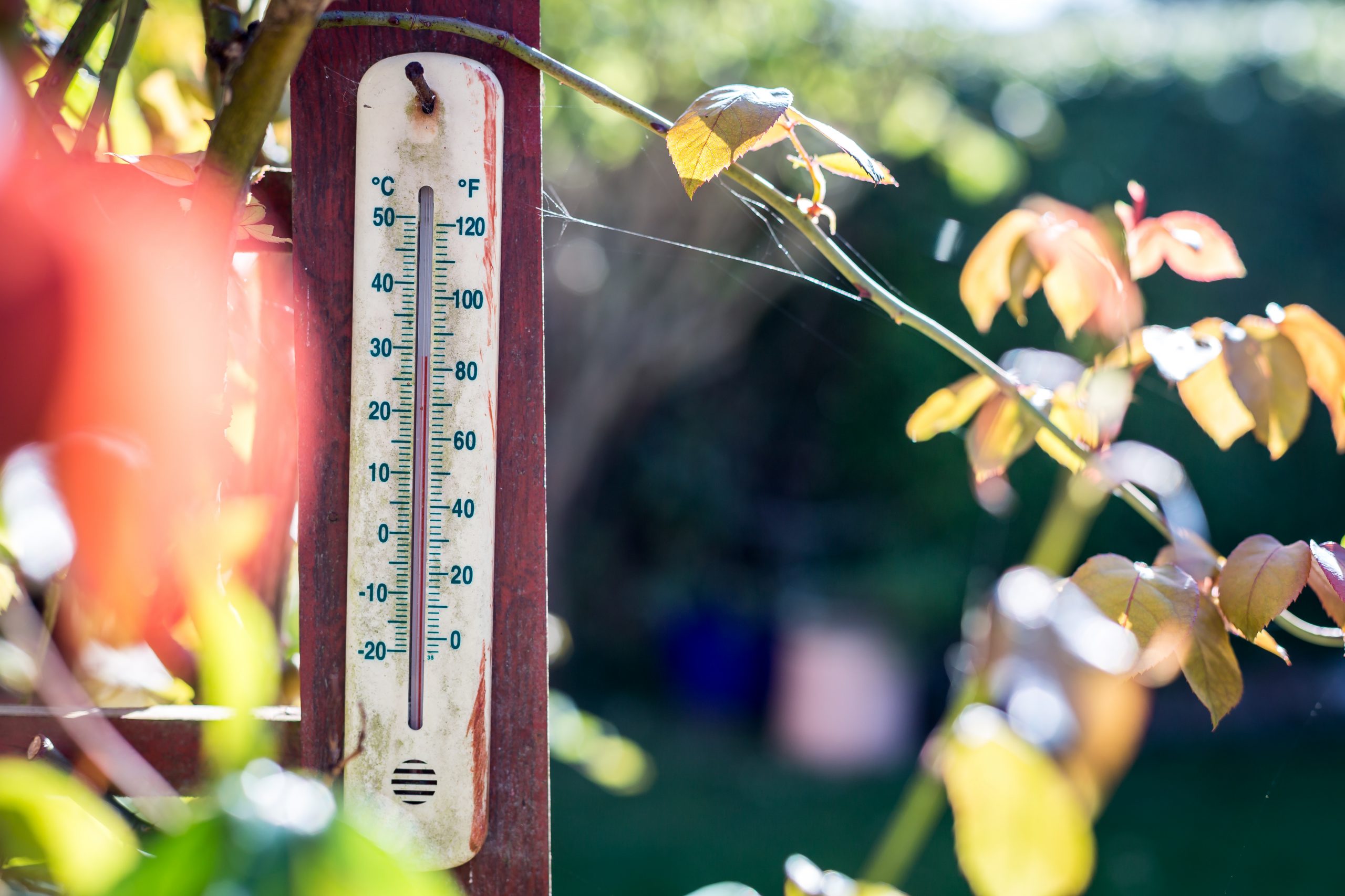 How to Keep Your Garden Healthy in a Heatwave