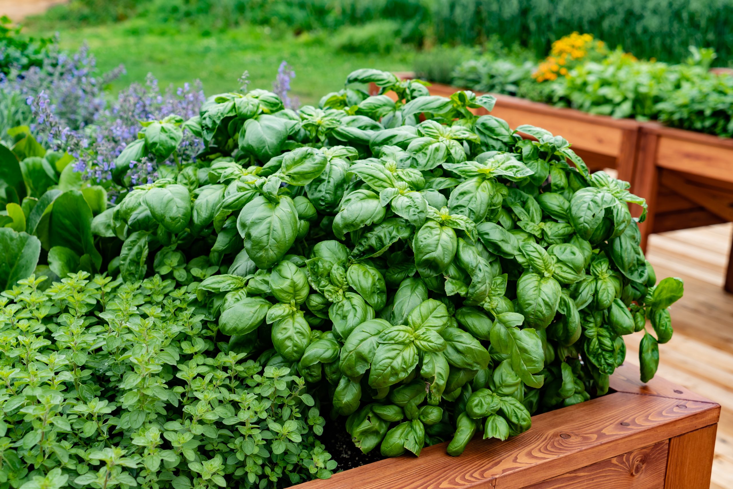 How to Create an Outdoor Herb Garden (A Step-by-Step Guide)