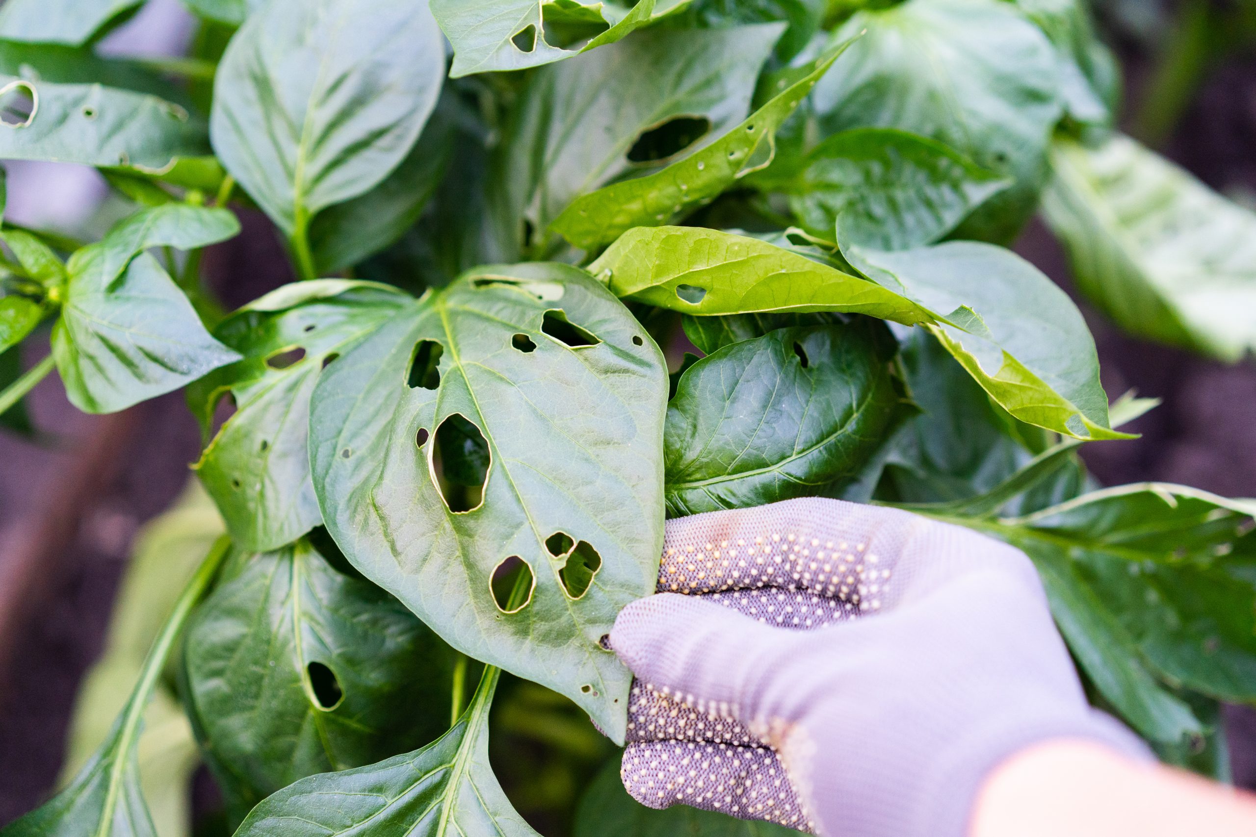 Natural Pest Control Methods for a Healthy, Eco-Friendly Garden