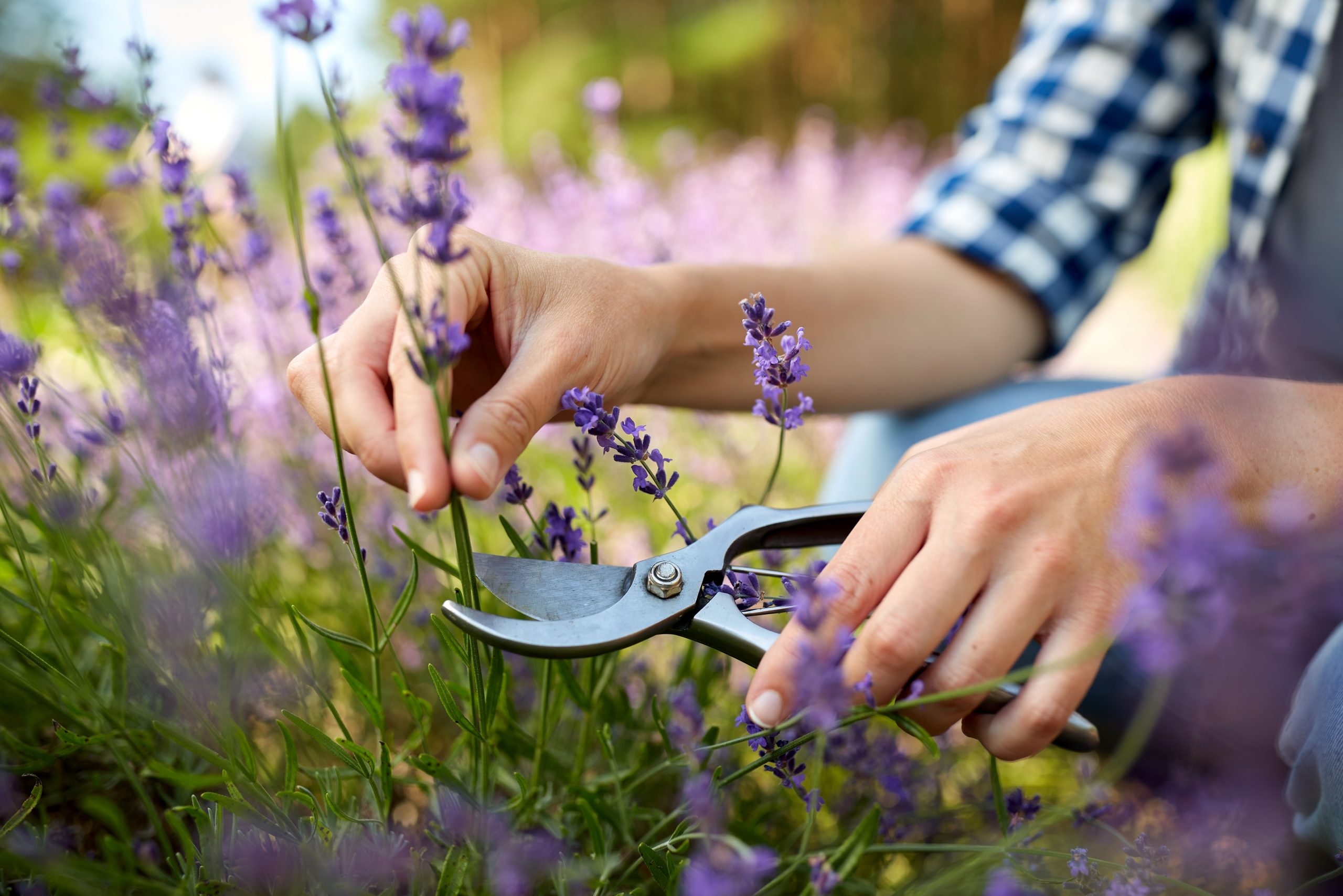 Gardening for Mental Health