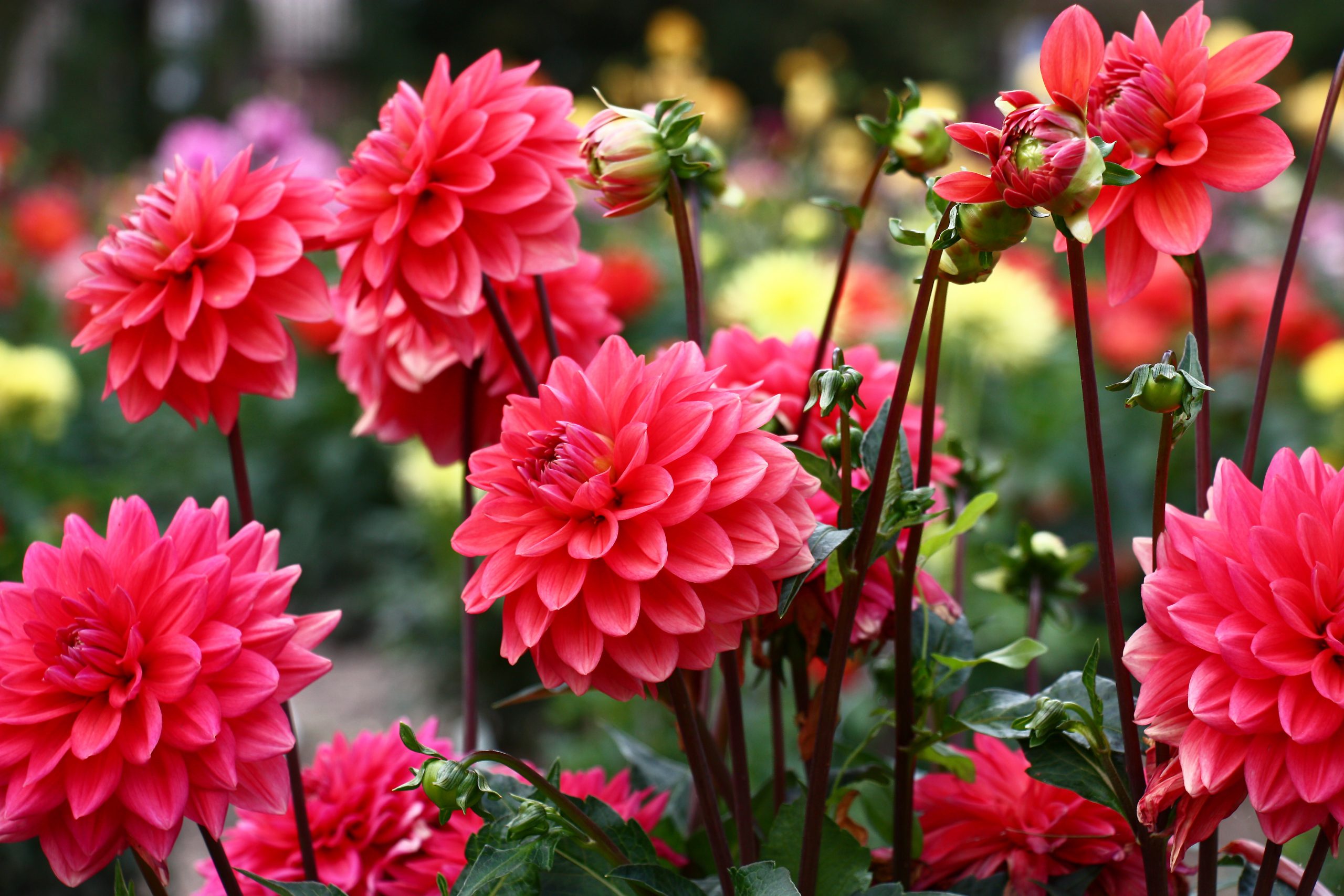 The Ultimate Guide to Autumn-Flowering Plants For UK Gardens