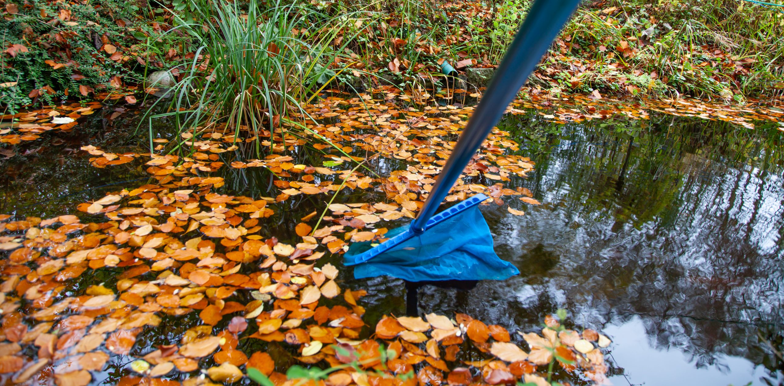 How to Prepare Your UK Garden Pond for Winter