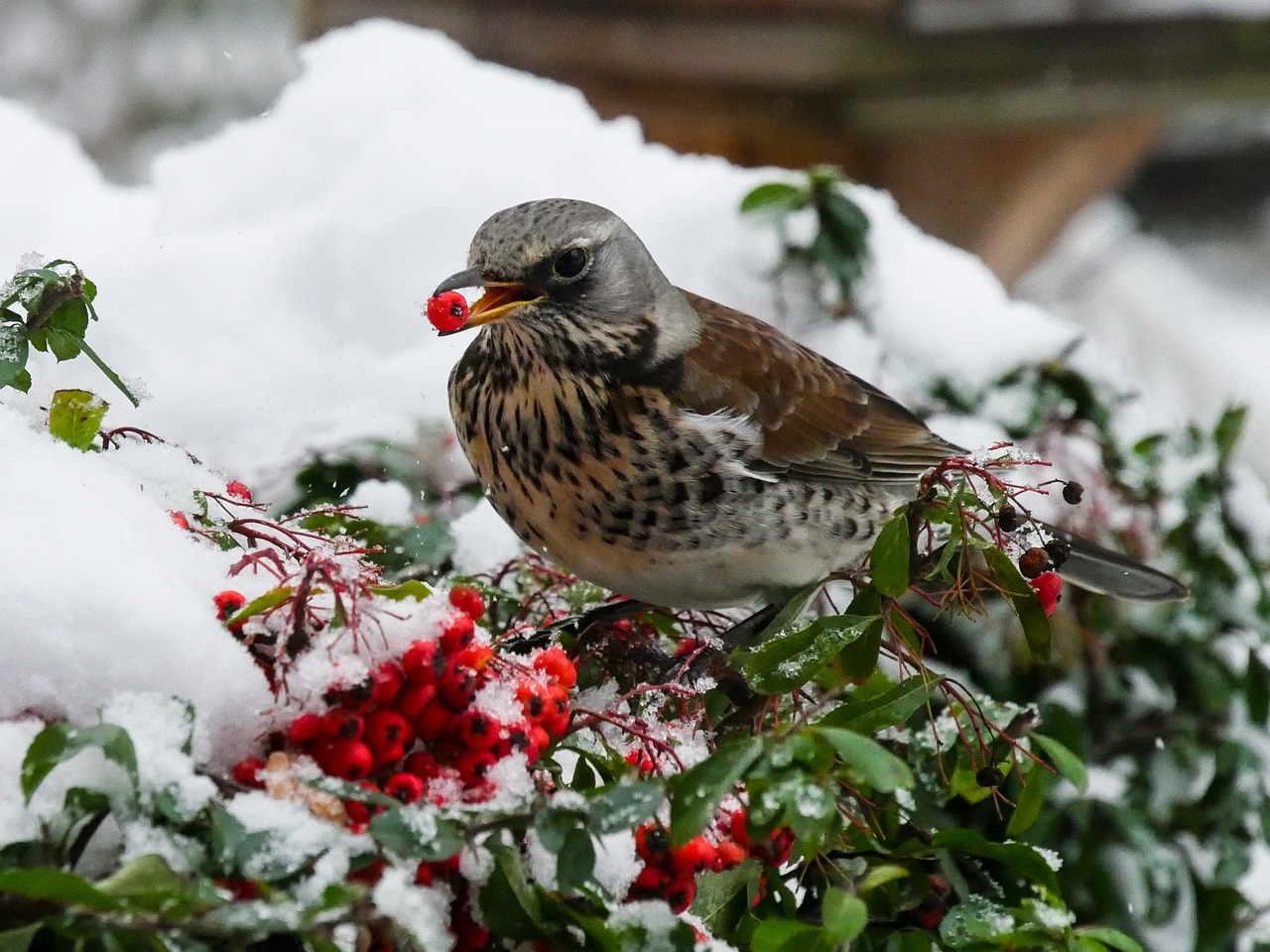 5 Simple Steps to Turn Your Garden into a Winter Wildlife Haven