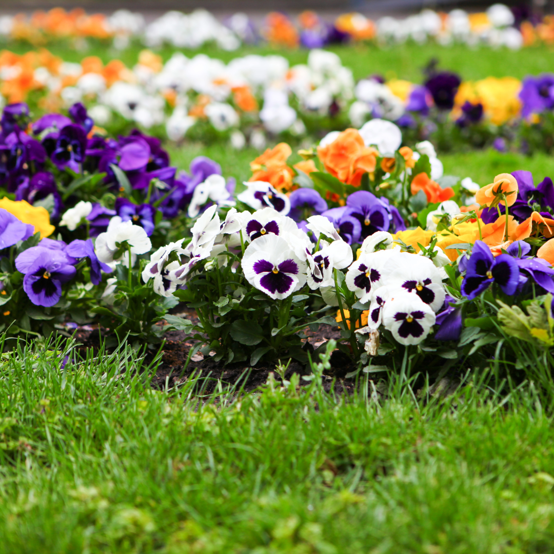 Don’t Despair! Five Ways to Add Spring Colour If You Didn’t Plant Bulbs